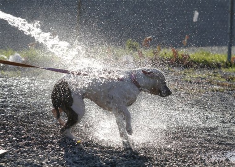 This Feb. 26, 2011 photo shows a mixed breed dog getting a cooling shower at the Sepulveda Dog Park in the Van Nuys section of Los Angeles. By now, everybody has heard a litany of summer dog dos and don'ts. Don't leave your dog in a hot car, walk on hot asphalt, play too hard or get too much sun. Take walks early or late, drink lots of water and remember flea, tick and heartworm medicine. (AP Photo/Richard Vogel)